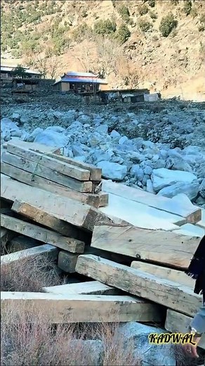 FOREST Destruction Happening Now?