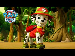 Jungle Pups! 🙊 - PAW Patrol Episode - Cartoons for Kids Compilation - Videos For Kids