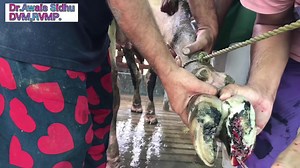 13 reactions | Lameness in cows - Hoof pad application in lame cow - treatment of lameness in dairy cows Dr. Awais Sidhu | Dr.Muhammad Awais Sidhu | Facebook