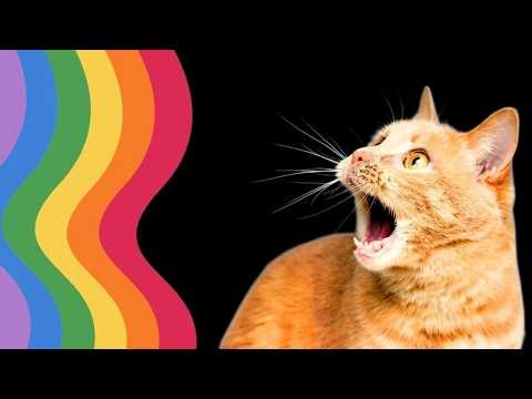 How Cats See the World? Understanding Their Vision! 🐈