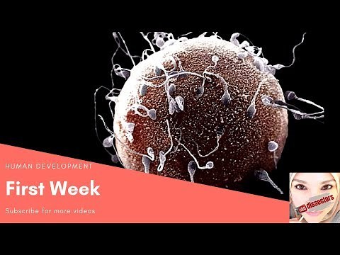 Medical embryology - first week of development