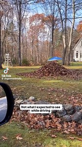 The OG 🍁 leaf peepers! 👀 | Fairfax Pines Labrador Retrievers