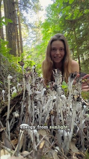 Non-Photosynthetic Plant: Ghost Pipes!