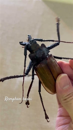 Long-horned beetle, Remphan hopei. What does it sound like?
