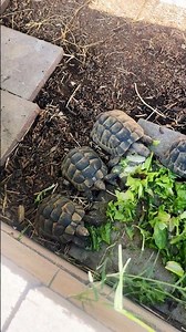 Just some Greeks #iberiangreektortoise #greektortoise #reptiles #tortoise #