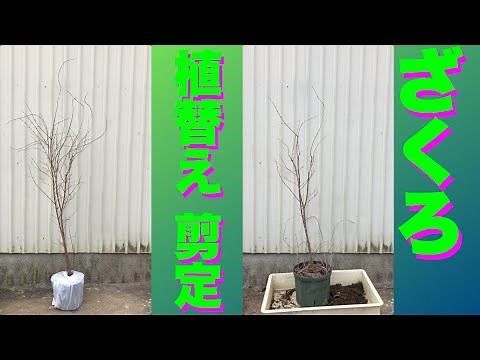 カリフォルニア ザクロ 植替えと剪定 2024/1/20