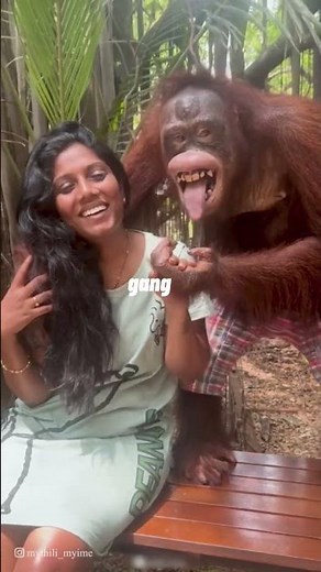 Naughty chimpanzee kisses a woman 🤣