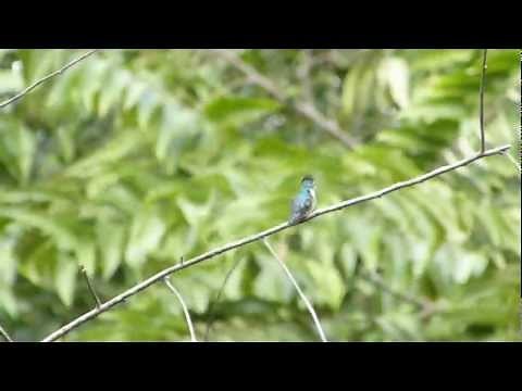 世界最小の鳥マメハチドリ.Bee Hummingbird.Cute☆