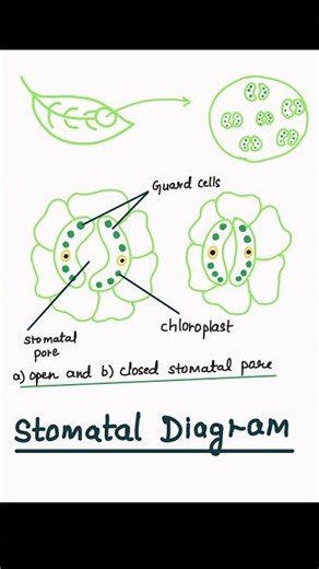 Diagram of stomata #biology #science #neet #cbse10thbiology