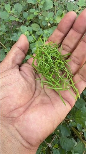 The plant shown in the video is Asparagus Fern, #nature