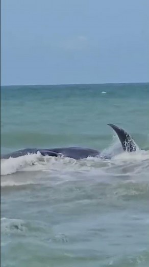 70-foot beached whale stranded off of Florida’s Venice coast