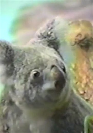 The Planet's Funniest Animals S02:E08 - Episode 8