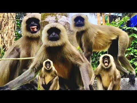 Highly hanuman | skilled monkey | india build animal