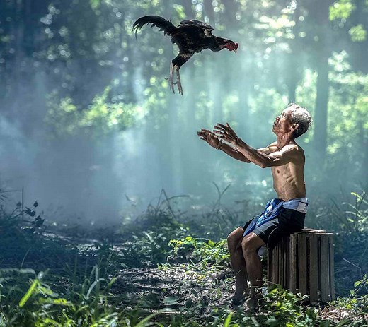 Rooster Spiritual Meaning: Symbolism And Biblical Significance