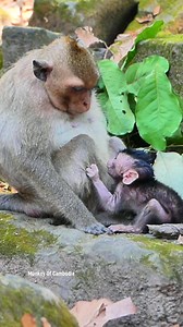 First-Time Young Mother Monkey Gives Birth to Newborn Baby, Still Learning How to Hold, Carry, and Care for Her Baby While Surviving in the Wild Forest | Monkey Of Cambodia