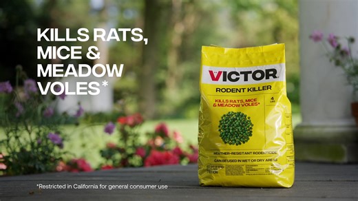 Say goodbye to unwanted rodents. Victor Rodent Killer offers powerful protection against rats, mice, and meadow voles. Shop now: https://bit.ly/4oRiYaP | Victor Pest