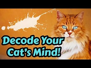 Understand Your Cat’s Behavior Fast