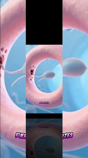 how sperm travels in the female body