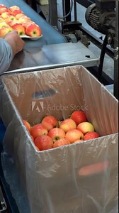 Female Packing House Worker Packing Fresh Apples into Environmentally Friendly Packaging for Delivery to the Market. Apples in Consumer Units Moving on Conveyor Belt and Being Packed into Card Boxes.