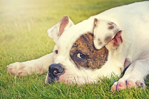 Why Is My Dog Uncomfortable Around Other Dogs?