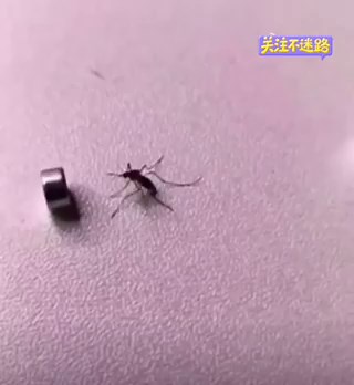 蚊子：我招谁惹谁了？？？本来开开心心叮人，结果直接被两块磁铁夹成肉饼？这刑具级别的灭蚊方式，我直接给发明者磕一个！再也不用拍得满手血了，这才是灭蚊的终极浪漫！