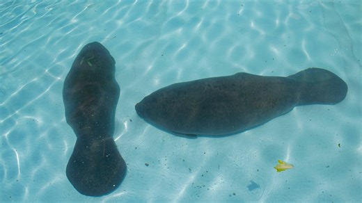 Florida manatees: Young deaths rise, but new protections and science offer hope