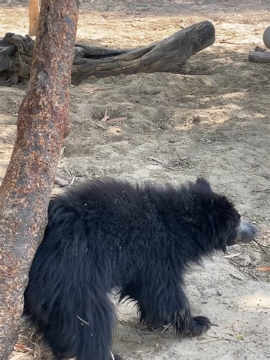 This is a sloth bear in the care of our partners Wildlife SOS! The tree in their enclosures act as scratching posts, climbing frames and scent-marking spots. Every space has been enriched with natural logs, hammocks, tyre swings and honey logs to keep curious noses and busy paws engaged!