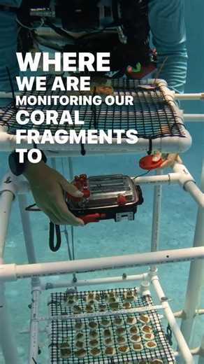 Curious about how we monitor our corals? 🤔🌊 Dive into a day at our in-situ Coral Tree™ nursery, where we are monitoring Montastraea cavernosa! 🐠🌱 #UnderwaterExploration #CoralMonitoring! 📸Jackson Harris for Coral Restoration Foundation #CoralCrew #InternshipJourney #OceanEducation #generationrestoration #wildlife #reefhealth #raisethereef #impact #protectwhatyoulove #dowhatyoulove #reefbuilders #savethereef #wethereef #oceanstewards #reefbuildingcoral #coralpassion #oceanrescue #rescueandre