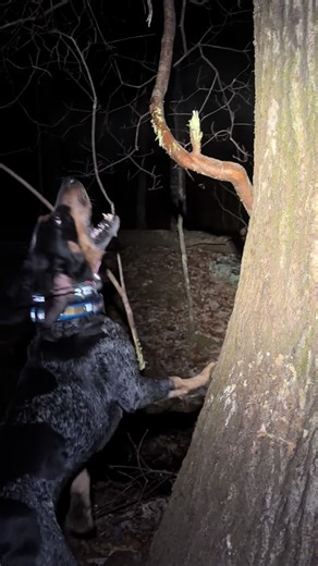 Exploring Blue Tick Coon Dogs in the Field