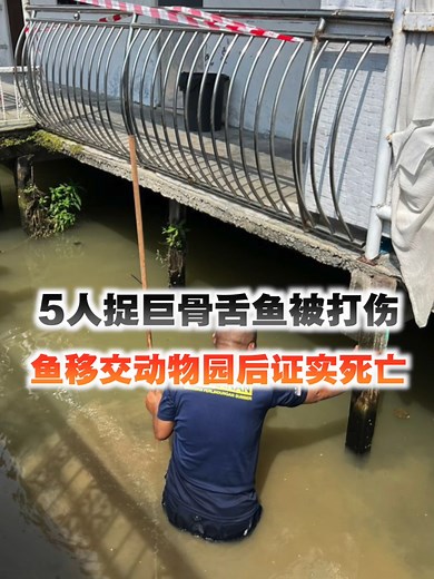 马来西亚渔业局5名官员10月11日在甲州马日丹那一栋建筑物的水池内，展开捕捉巨骨舌鱼（Ikan Arapaima Gergasi）行动，其中一名官员在过程中被巨骨舌鱼打伤。据悉，这3条巨骨舌鱼在被移交国家动物园后证实死亡。 #百格 #Pocketimes #百格大事纪 #巨骨舌鱼 #国家动物园 #TikTokNews #TikTok新闻 #ViralNewsMalaysia #News #新闻