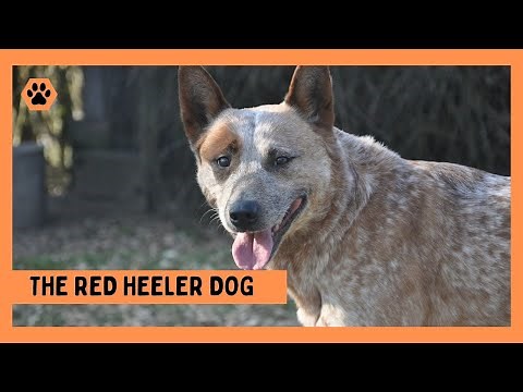 Red Heeler Dog: Everything You Need to Know