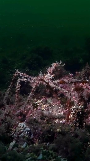 You think your #Halloween costume is scary? You got nothing on this spider crab pretending to be an algae 🦀👻 Spider crabs, also known as decorator crabs, are masters of disguise. Using their claws, the crabs meticulously pick up pieces of their environment - like algae, sponges, sea anemones, shells, or gravel. The crabs then chew these pieces to the correct size, ensuring a perfect fit, and attach them to their own shells, which are covered in hook-like hairs. Once attached, many of these org