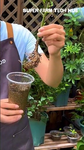 Propagating Mandarin Trees by Cuttings 🍊 Easy Citrus Growing Hack #farminglife #farming