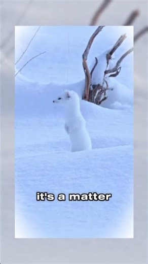 White Ermine Facts