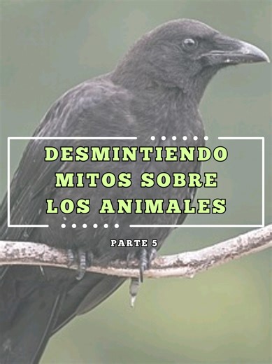Desmitificando la relación entre cuervos y humanos
