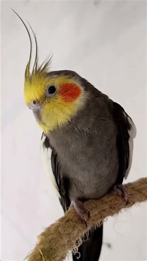 #viralvideo #modapet #cockatiel #petsfofinhos #parrot #pets #birds #calopsita
