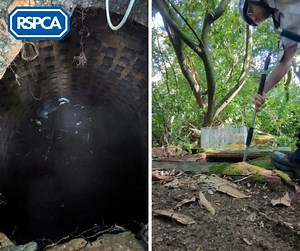 🦡👀 I spy with my little eye... a badger stuck down a manhole! 😱 This poor guy found himself trapped eight feet down in a secluded woodland in Farnham. Thankfully, he was spotted by gardeners who called us for help and our animal rescuer was able to bring him up to safety 🙌 He was transferred to a wildlife centre for a once-over before being released back into the woodland after the manhole was safely covered ✅ Find out what to do if you find wildlife in need of help: https://bit.ly/448Qyyc |