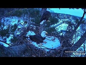 Trempealeau Eagles: Mr. and Mrs. T visit the nest -- 2025 12 16