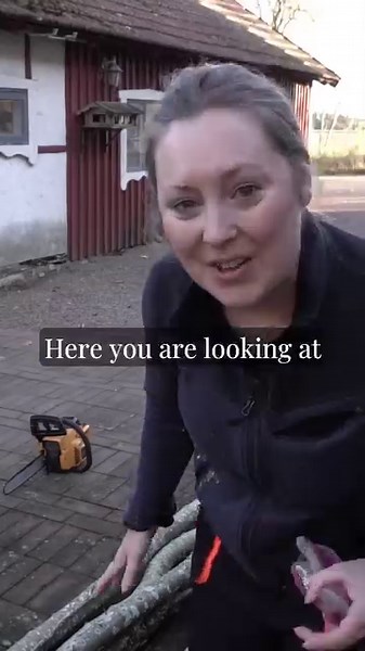 Growing Oyster Mushrooms: A Dream Years in the Making