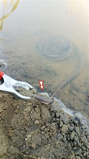 lake Hunting tool Skills rubber snake locked 😱 #snake #shorts