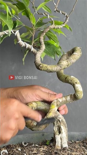 Bonsai, Green Python Style