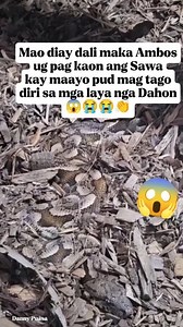 5.6K views · 11 reactions | Dili jud nimo mapansin nga naa diay nangatang saimo nga Sawa nag palubong lubong sa laya nga dahon  #snake #python #sawa #viralreels #highlights #everyone #meta #viewers #friends #followers #starsender | Danny Puasa | Facebook