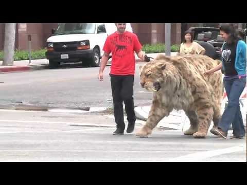 Saber-toothed cat struts down Wilshire Blvd in L.A. and comes home to the Tar Pits!