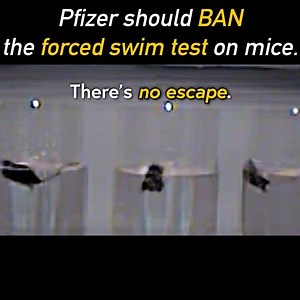 Imagine being stuck in a pool with walls so high and so slick, you could never escape on your own 😥 The forced swim test is TERRIFYING but the ChapStick company STILL won’t ban this test! | PETA (People for the Ethical Treatment of Animals)