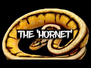 The 'Hornet' Ball Python