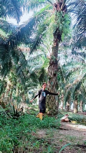 Dance Moves in a Tropical Palm Oil Plantation
