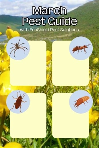 🌷🐜 March Pest Guide: What’s Crawling Into Spring? 🐜🌷 Warmer days are finally here and pests are waking up right along with the flowers. 🌤️ March is a transition month, which means increased pest activity around your home. Here are the top 4 pests homeowners can expect this month: 🕷️ Spiders With insect populations increasing, spiders become more visible in garages, basements, and corners of the home. 🐜 Ants As temperatures rise, ants begin foraging for food and moisture. Once they find a 