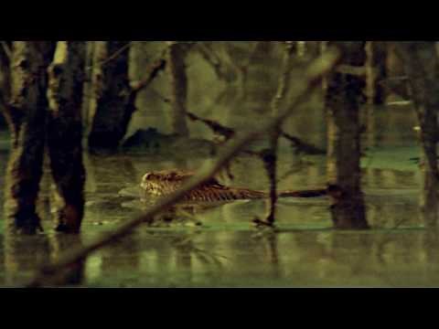 The Legend of Boggy Creek Original Trailer OFFICIAL