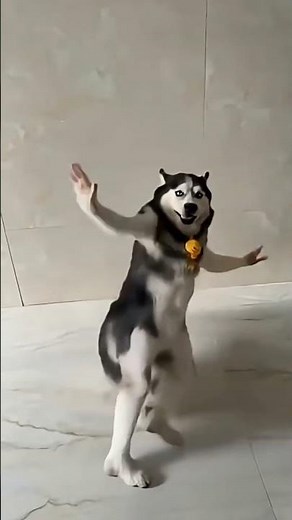 Dancing husky dog🐕‍🦺// #cartoon #animation #trending #ai