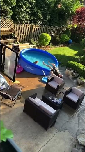 Pool Dive Gone Wrong: Epic Fails and Hilarious Backyard Mishaps! #shorts